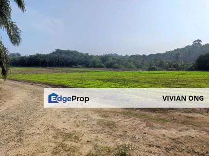 8.3 acres agricultural land for sale, ready planting beds, Batang Kali, Selangor, Selangor, Hulu Selangor