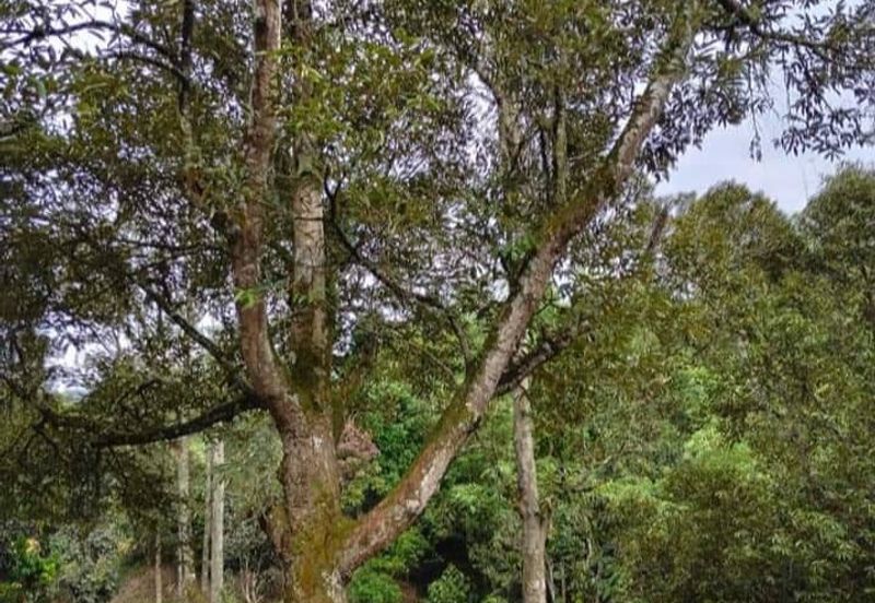 2 acres Agricultural land for sale, RM300k, Sungai Jang, Kerling, Kuala Kubu Bahru, Selangor