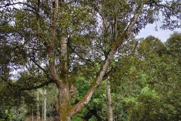 2 acres Agricultural land for sale, RM300k, Sungai Jang, Kerling, Kuala Kubu Bahru, Selangor