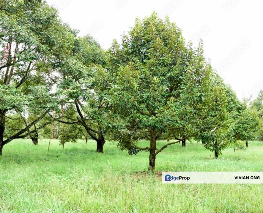 14 acres agricultural land under residential zoning for sale, facing main road, Kundang, Rawang, Selangor, Selangor, Rawang