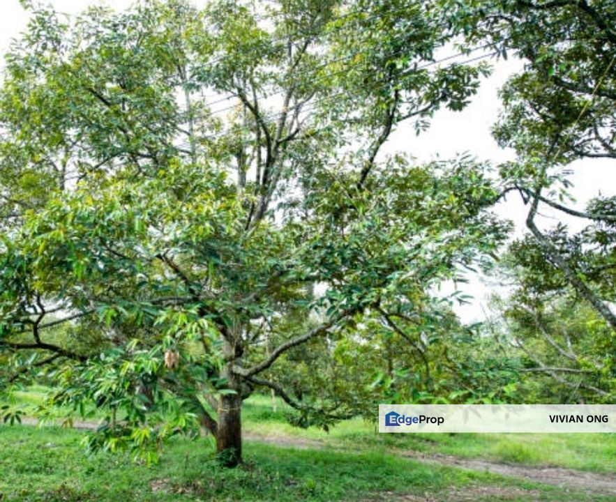 14 acres agricultural land under residential zoning for sale, facing main road, Kundang, Rawang, Selangor, Selangor, Rawang