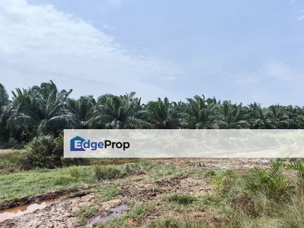 Freehold Agriculture Land With Palm Oil Tree Around 3 Year @ Kukup For Sale  , Johor, Pontian