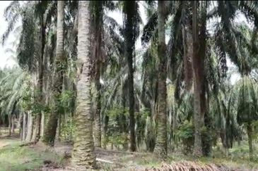 Bandar Puncak Alam , ijok , econsave puncak alam ,