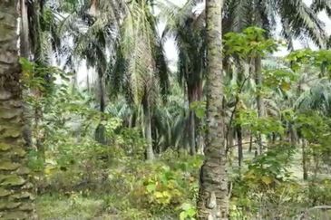 Bandar Puncak Alam , ijok , econsave puncak alam ,