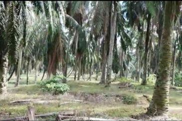 Bandar Puncak Alam , ijok , econsave puncak alam ,