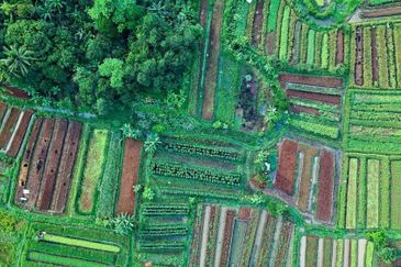 Bukit Cherakah Agriculture Land