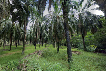 Kuala Selangor @ Bestari Jaya, Industrial Land, 2 piece land side by side