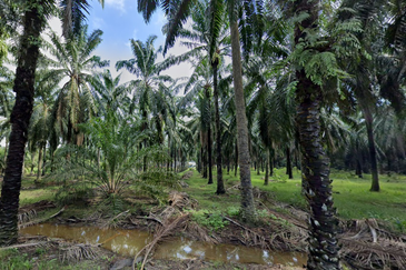 Kuala Selangor @ Bestari Jaya, Industrial Land, 2 piece land side by side