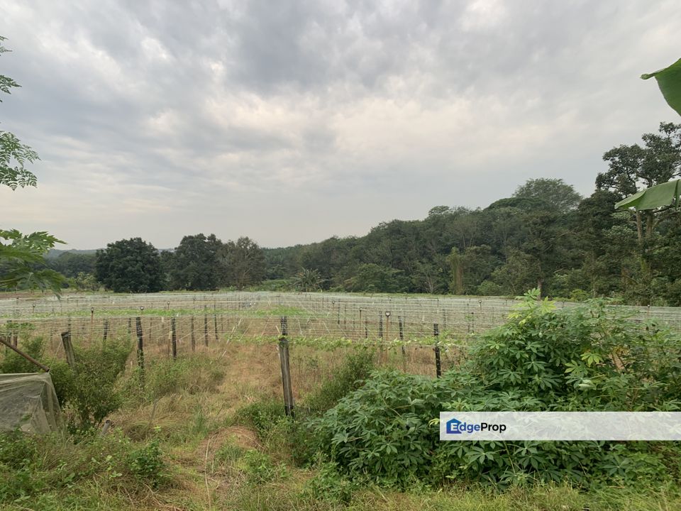 Sungai Tiram agricultural land for sale , Johor, Ulu Tiram