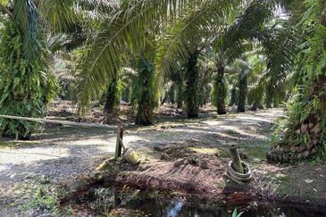 Pekak Nanas land for sale 