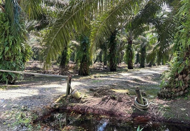 Pekak Nanas land for sale 