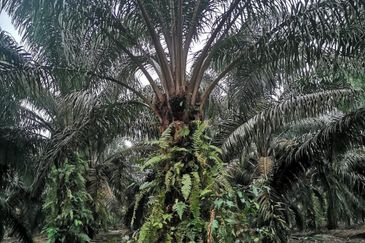 Pekak Nanas land for sale 