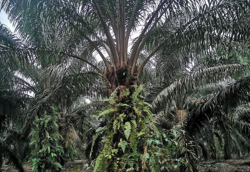 Pekak Nanas land for sale 