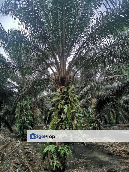 Pekak Nanas land for sale , Johor, Johor Bahru
