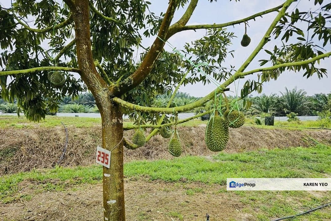 Jalan Paloh Kluang Chamek Johor Musang King Durian Farm For Sale Systemically Manage, Johor, Kluang