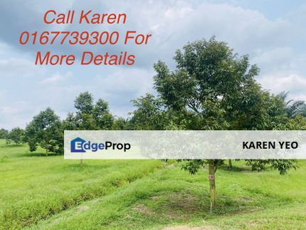 Jalan Paloh Kluang Chamek Johor Musang King Durian Farm For Sale Systemically Manage, Johor, Kluang