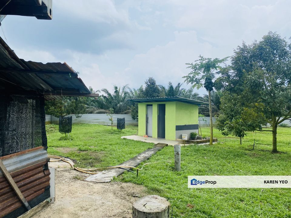 Jalan Paloh Kluang Chamek Johor Musang King Durian Farm For Sale Systemically Manage, Johor, Kluang