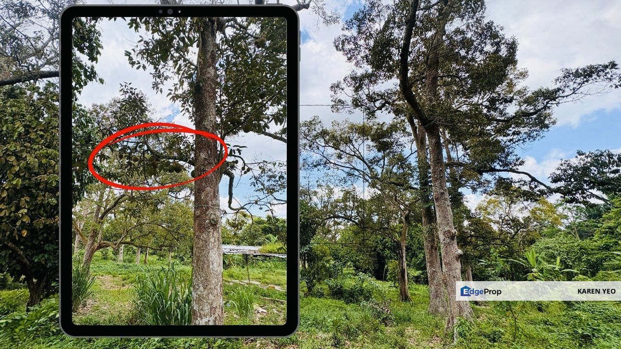 Machap Simpang Renggam Johor Old Durian Farm 5.92 Acres For Sale , Johor, Simpang Renggam