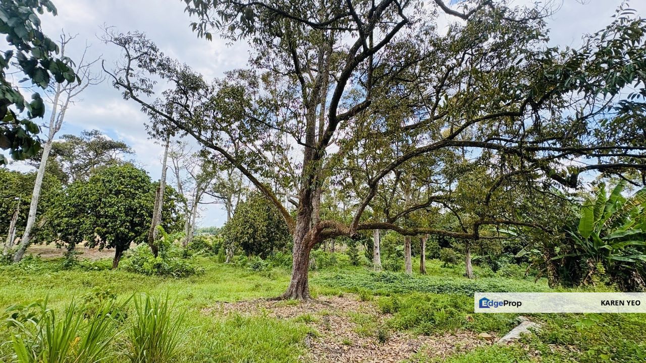 Machap Simpang Renggam Johor Old Durian Farm 5.92 Acres For Sale , Johor, Simpang Renggam