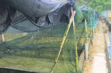 Taman Desa Cemerlang