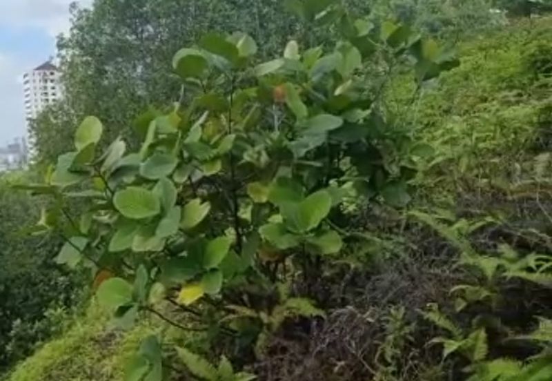 Santuari Park Pantai *