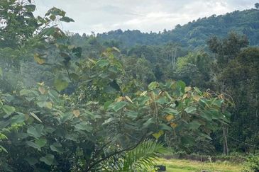 AGRICULTURE DURIAN LAND for SALES in Hulu Langat, Kampung Hulu Langat, Semenyih, Selangor.