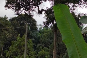 Agricultural Land in Kerling for SALES! Kampung Kerling. Selangor.