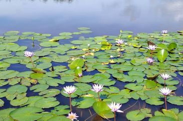 Semenyih Lake Country Club