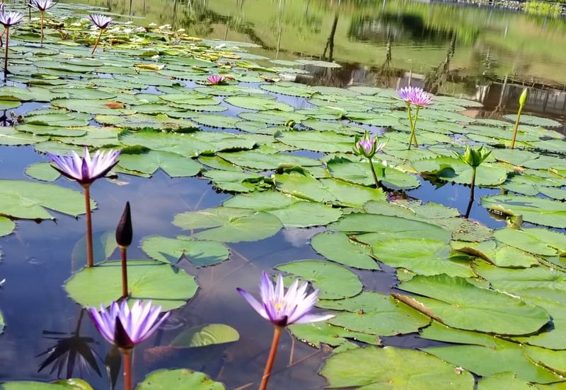 Semenyih Lake Country Club