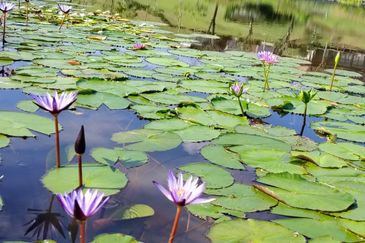Semenyih Lake Country Club