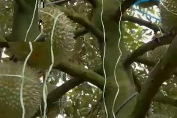  Durian Farm with Bird nest Agricultural Land for sale !