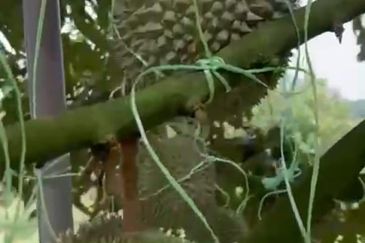  Durian Farm with Bird nest Agricultural Land for sale !