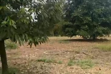  Durian Farm with Bird nest Agricultural Land for sale !