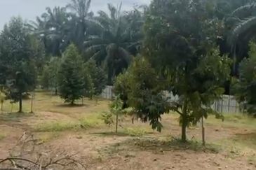  Durian Farm with Bird nest Agricultural Land for sale !