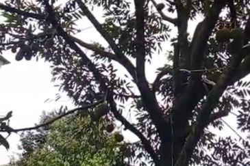  Durian Farm with Bird nest Agricultural Land for sale !