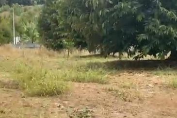  Durian Farm with Bird nest Agricultural Land for sale !