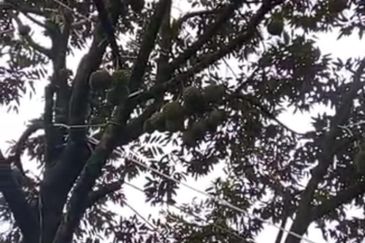  Durian Farm with Bird nest Agricultural Land for sale !