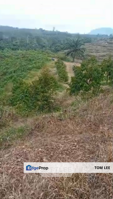 彭亨榴莲园 Pahang Durian Land, Pahang, 