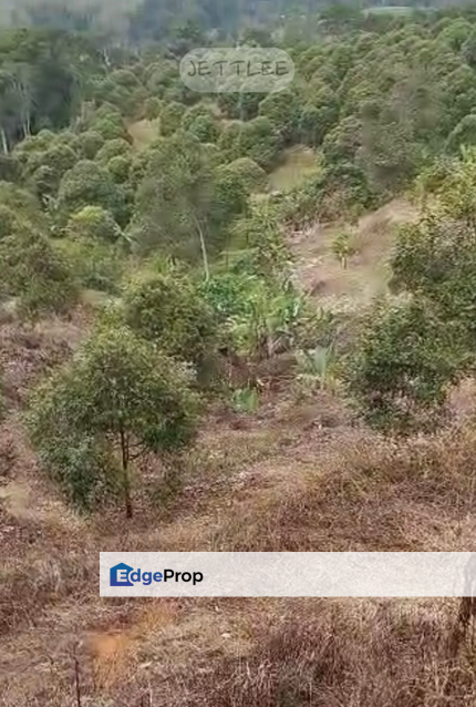 Durian Land Negeri Sembilan Jelebu , Negeri Sembilan, Seremban