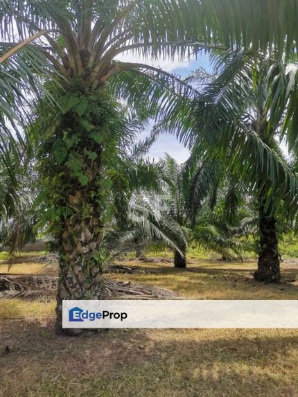 Telok Panglima Garang Kuala Langat Agriculture Lan, Selangor, Kuala Langat