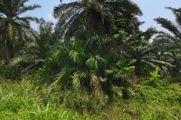 Bandar Sungai Petani