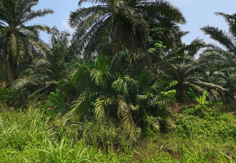 Pulau Meranti ( Industrial )