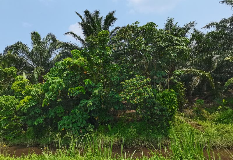 Pulau Meranti ( Industrial )