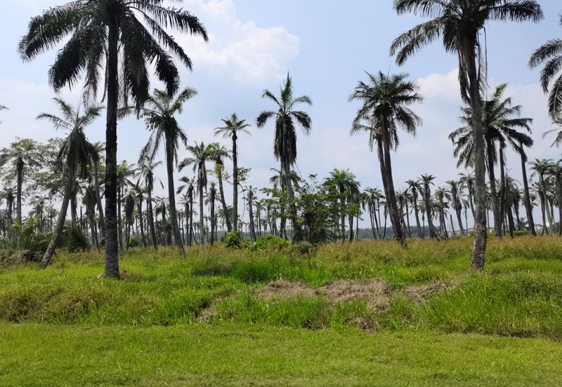 Pulau Meranti ( Industrial )