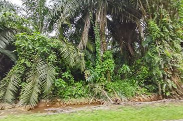 Kuala Selangor agricultural land for sale 