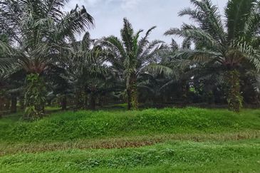 Kuala Selangor agricultural land for sale 