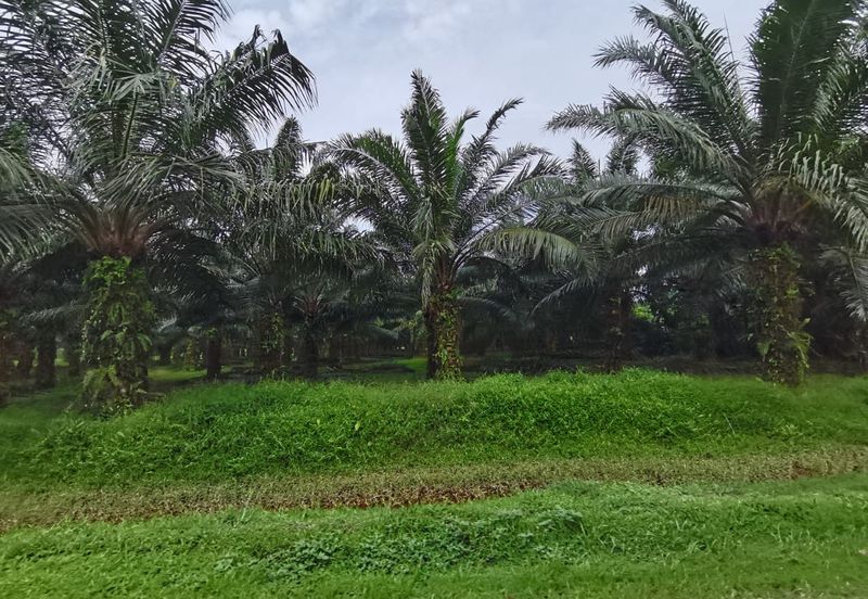 Kuala Selangor agricultural land for sale 