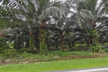 Kuala Selangor agricultural land for sale 