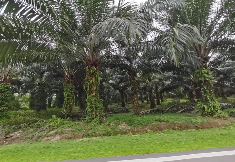 Kuala Selangor agricultural land for sale 