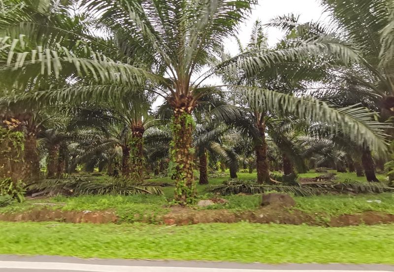 Kuala Selangor agricultural land for sale 